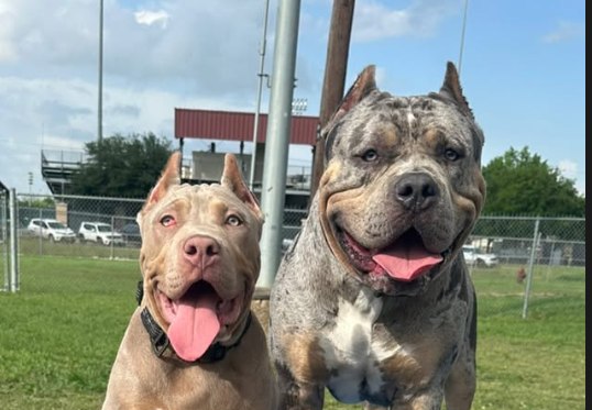 Blaze, our lilac-tri XL American Bully stud, standing outdoors.