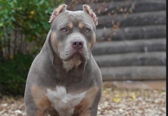 Canela, an XL American Bully, stacked for a show photo.