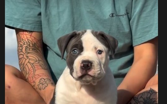 Gordo, a blue-tri-piebald XL American Bully puppy.