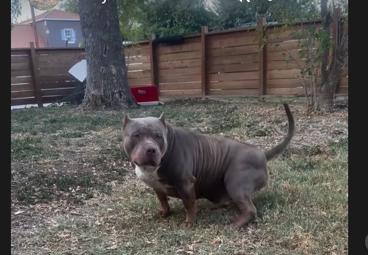 Harley, an XL American Bully foundation dam.