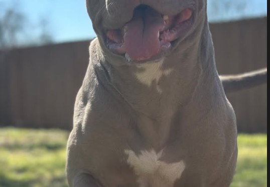 Hemi, an XL American Bully foundation dam.