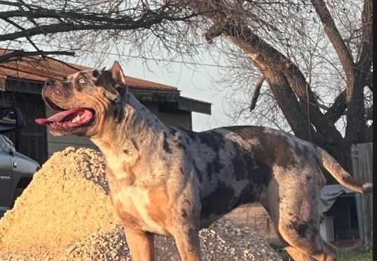 Kali, our blue-tri-merle XL American Bully female.