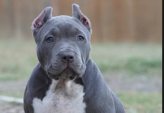 Mochi, our blue XL American Bully puppy.