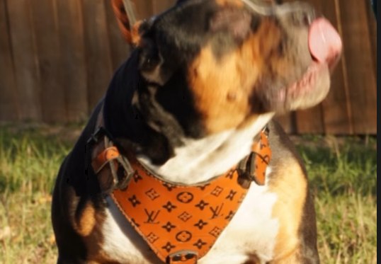 Oreo, a black-tri XL American Bully pup from Lonestar Bullies.