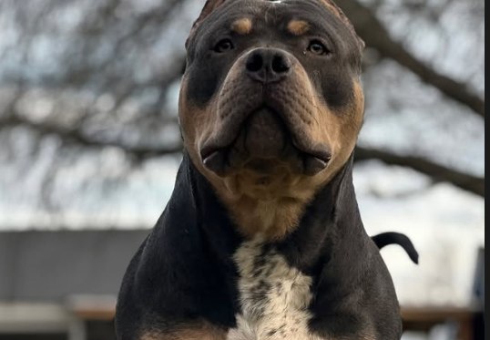 Pablo, an XL American Bully stud, posed outdoors.