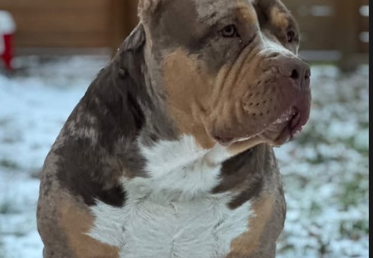 Rolex, our chocolate-tri-merle XL American Bully stud.