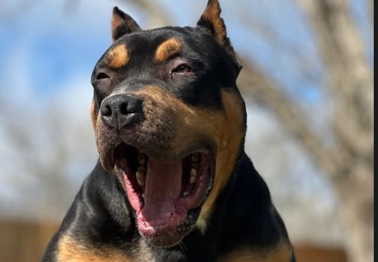 Sushi, our black-tri XL American Bully female.