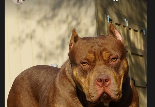 Torta, our chocolate-trindle XL American Bully female.