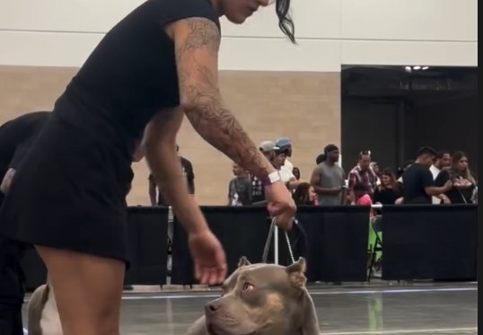 Loco Bullies ringside at an ABKC show day in Dallas.