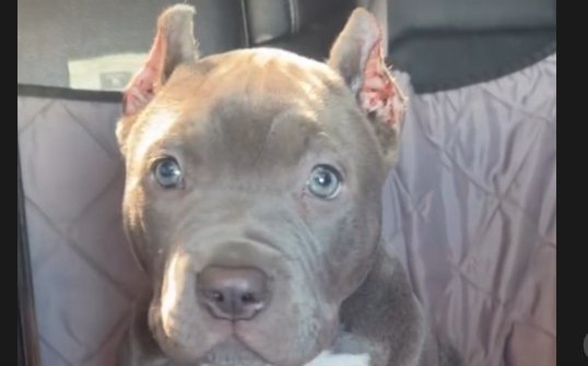 Mochi, our newest blue puppy.