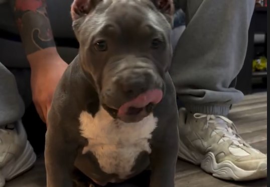 Mochi growing up in the program.