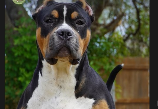 Oreo, a black-tri pup from Lonestar Bullies.