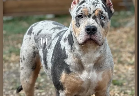 Puppies from a Chato and Hemi litter.