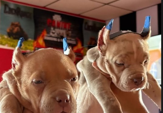 A litter carrying on the Chato legacy.