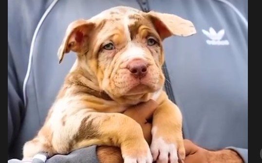 Rolex, our chocolate-tri-merle stud.